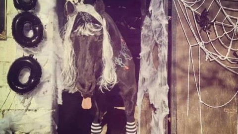 万圣节盛装奇遇：探秘人与马共同谱写的节日狂想曲