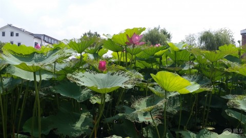 牙山木槿花 vs 全北现代并不存在，这是一场无法发生的“跨时空对决”。